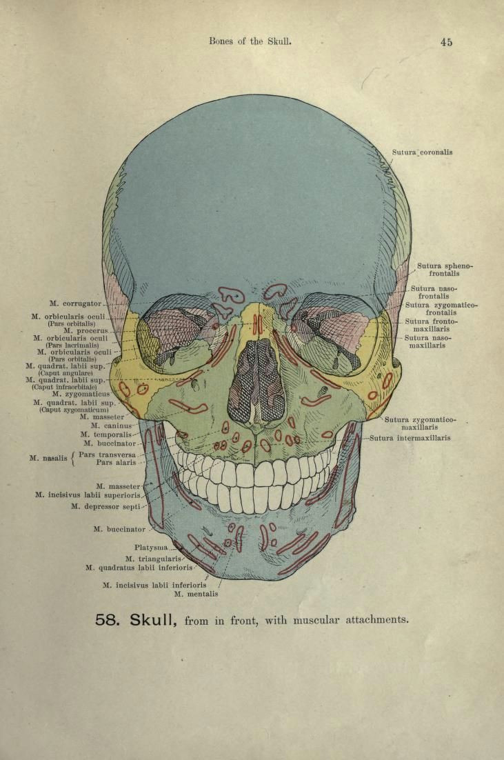 skull from in front with muscular attachments hand atlas of human anatomy n d