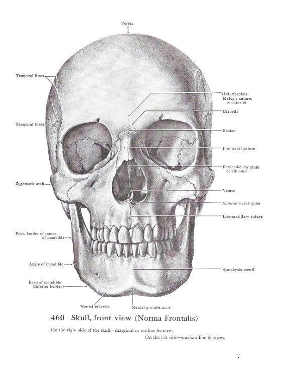 anatomical skull vintage print scientific medical by maddoxandrose