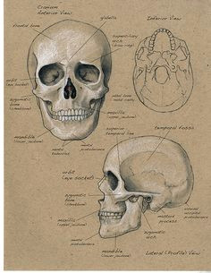 skull sketch skull drawings anatomy for artists human skull anatomy skeleton anatomy