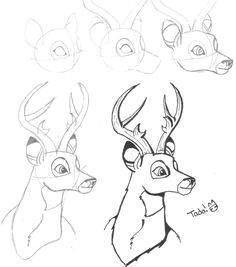 buck step by step drawing how to draw a deer step by step