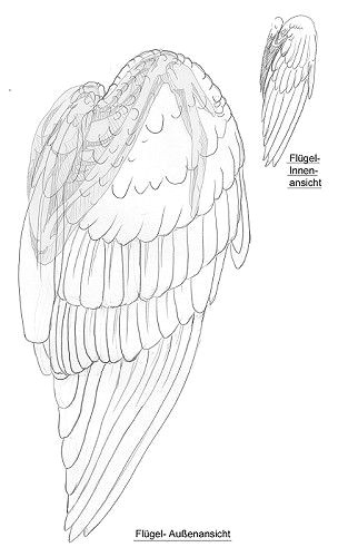 drawing tips drawing ideas bird illustration artsy fartsy wings dibujo sketches draw paint tutorials ideas for drawing