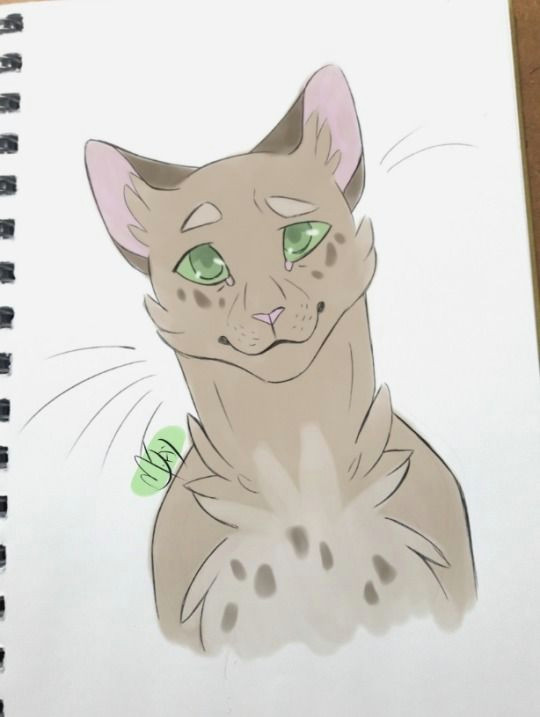 cat whiskers warrior cats character reference drawing ideas chibi warriors