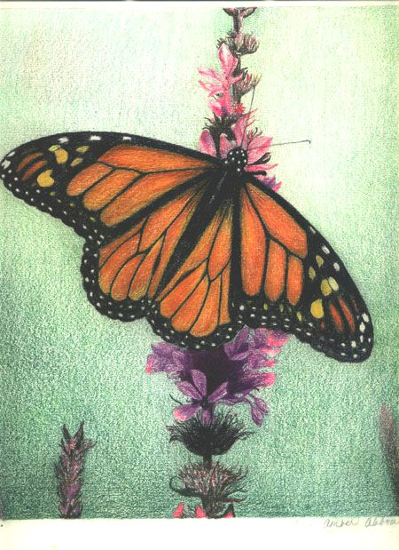monarch butterfly colored pencil on drawing paper by amber d angelo butterflies moths caterpillars pinterest pencil drawings color pencil art