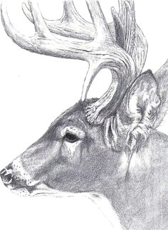 deer sketch animal silhouette drawing ideas animals and pets ideas for drawing