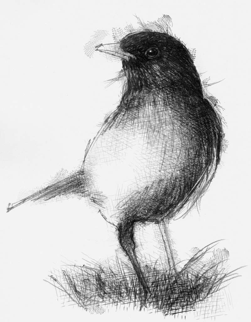every morning 4 00am blackbird song lovely 883 a c art drawing blackbird sketch