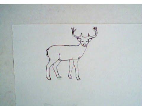 how to draw a buck deer simple drawing lesson deer drawing buck deer