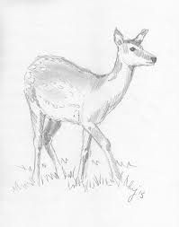 image result for deer line drawing doe