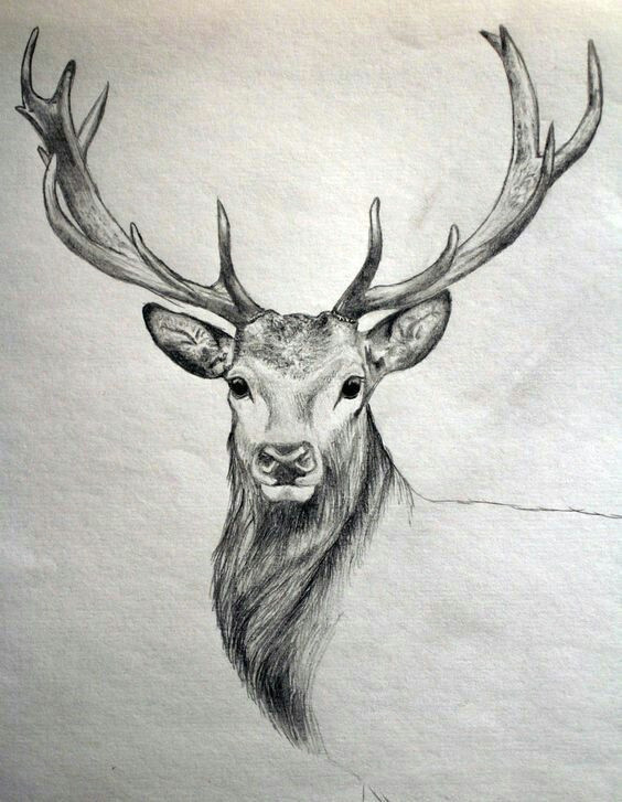 pin by carin moulton on drawing drawings animal drawings deer drawing