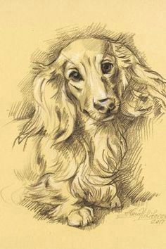 dachshund puppies beagle dog dogs and puppies dachshund drawing long haired dachshund