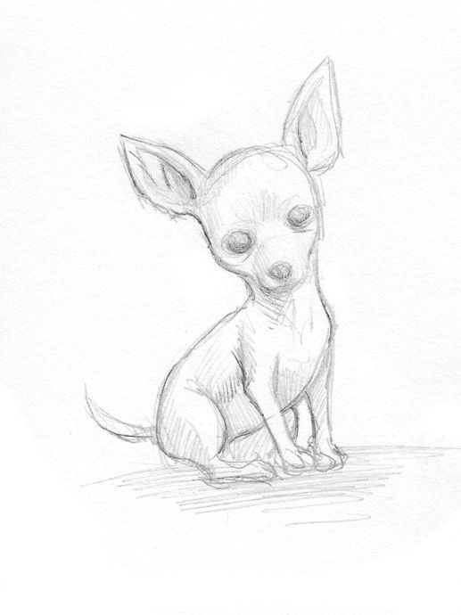 easy drawings of chihuahuas google search dogsketch