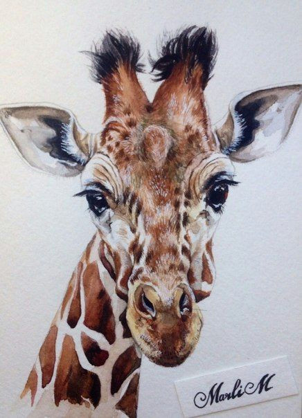 illustrator marlim watercolor giraffe giraffe drawing giraffe painting giraffe art watercolor illustration