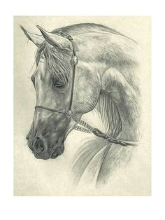 horse drawing