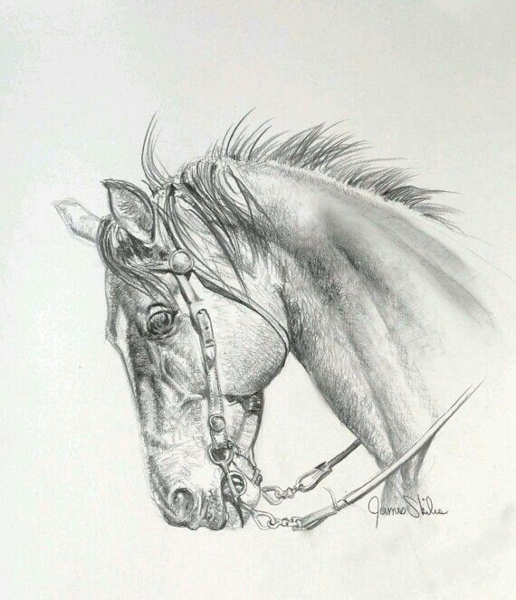 horse art animal drawings horse drawings art drawings drawing sketches pencil drawings