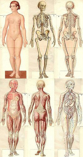 anatomical1937 jpg anatomie moda le femme 1937 from age flickr