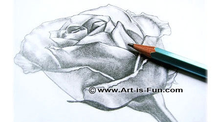 how to draw a rose