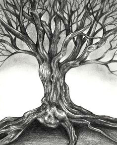pencil sketches of trees gnarly tree drawing sophia shuvalova previous next a simple sketch of