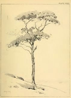 drawing foliage shrubs and trees how to draw foliage and trees with the following lessons