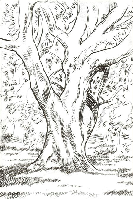 drawings of trees images tree drawings
