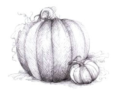 pumpkin drawings google search pumpkin drawing pumpkin art pumpkin vine fall drawings