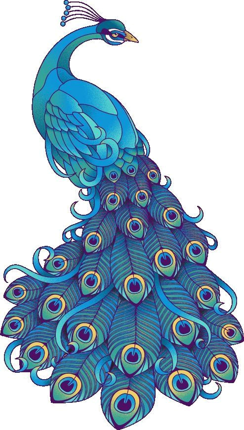 clip art galore peacock