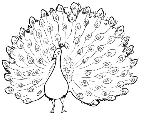 draw a peacock
