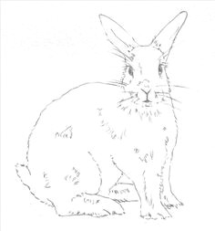 hop to it and draw a bunny rabbit by following easy steps