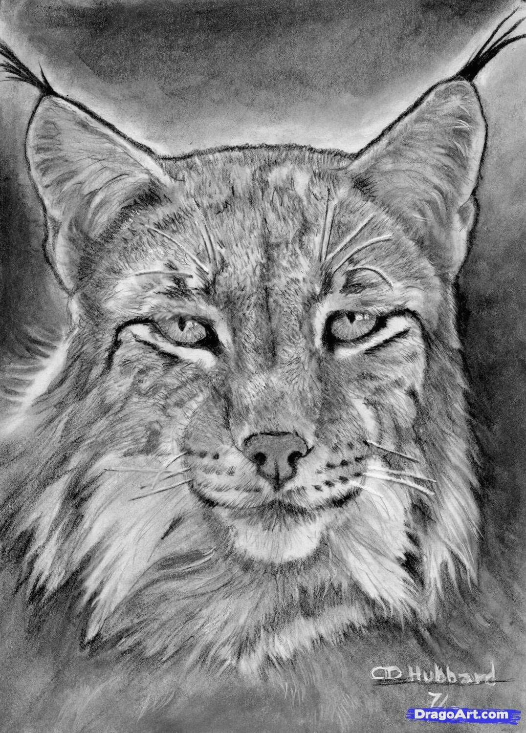 how to draw a realistic lynx step 22