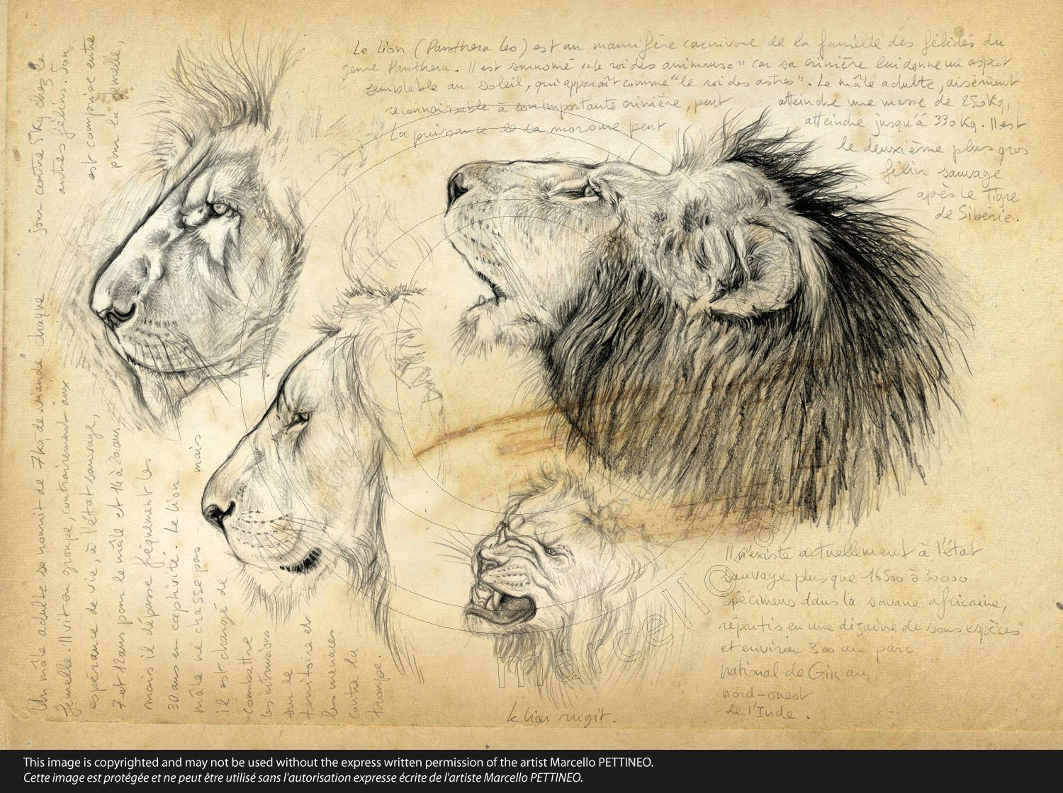 na 56 lion ma le animal sketches animal drawings drawing sketches