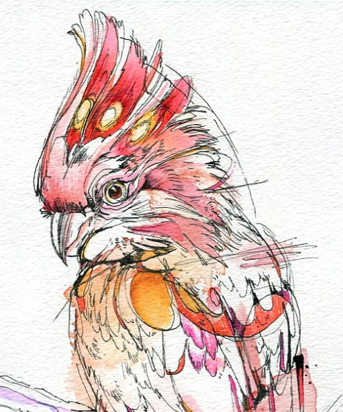 major mitchell cockatoo drawings google search