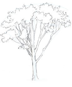 how to draw trees oaks