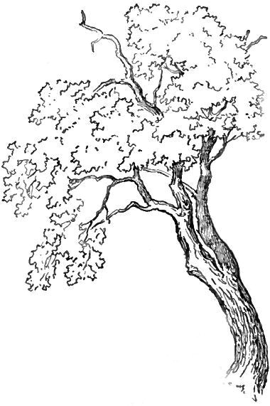 how to draw trees and oak trees with simple steps tutorial how to draw step by step drawing tutorials