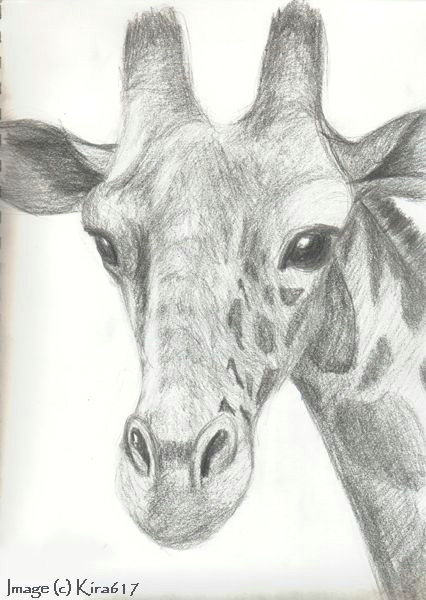 20 ways to draw a giraffe like a cartoonist bored art giraffe drawing giraffe