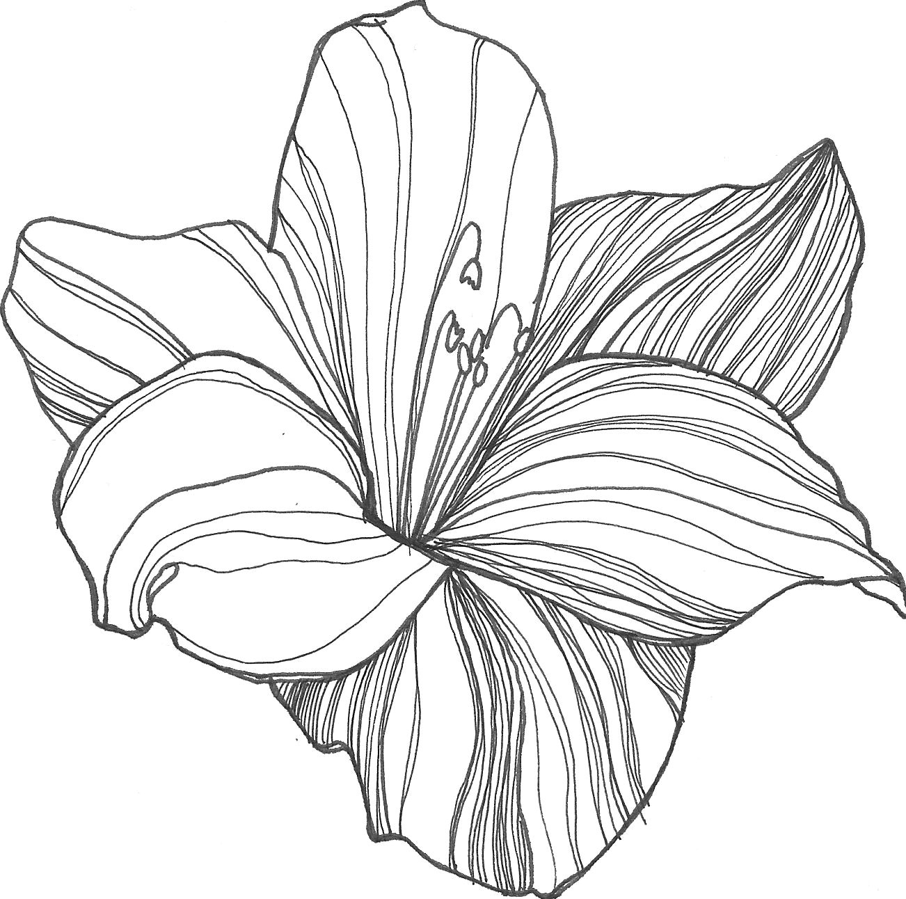 nicole illustration flower power