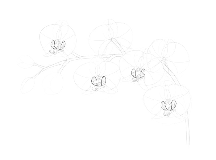 how to draw an orchid step by step line work