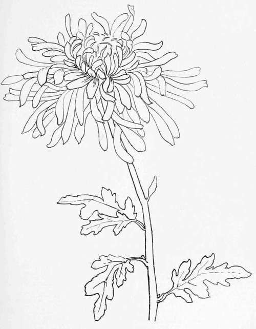 chrysanthemum drawing japanese chrysanthemum simple line drawings line drawing