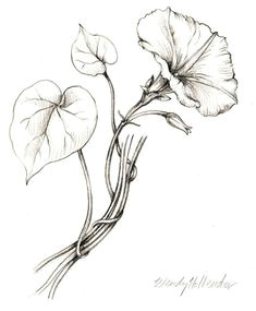 flowers gallery botanical artist illustrator learn to draw art books art supplies workshops
