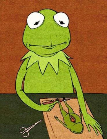 pin von wonderevel auf that f r o g s ilustraciones gracioso und kermit