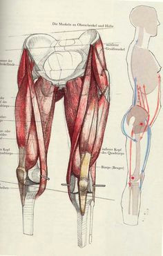 a wonderful book die gestalt des menschen by gottfried bammes leg anatomy muscle anatomy