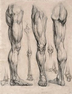 character design collection legs anatomy leg anatomy anatomy art anatomy for artists