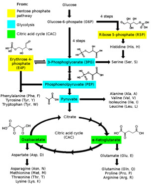 amino acid synthesis