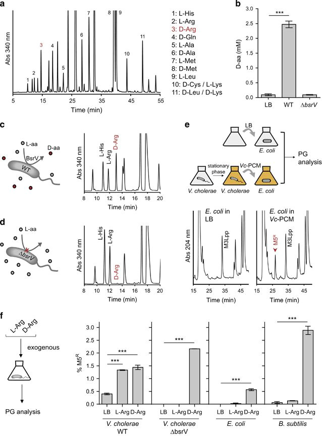 bacterial secretion of d arginine controls environmental microbial biodiversity the isme journal