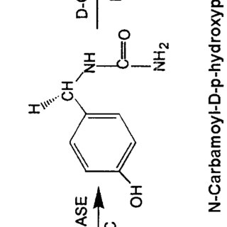 enzymatic route for the production of d p hydroxyphenylglycine from d l p hydroxyphenylhydantoin