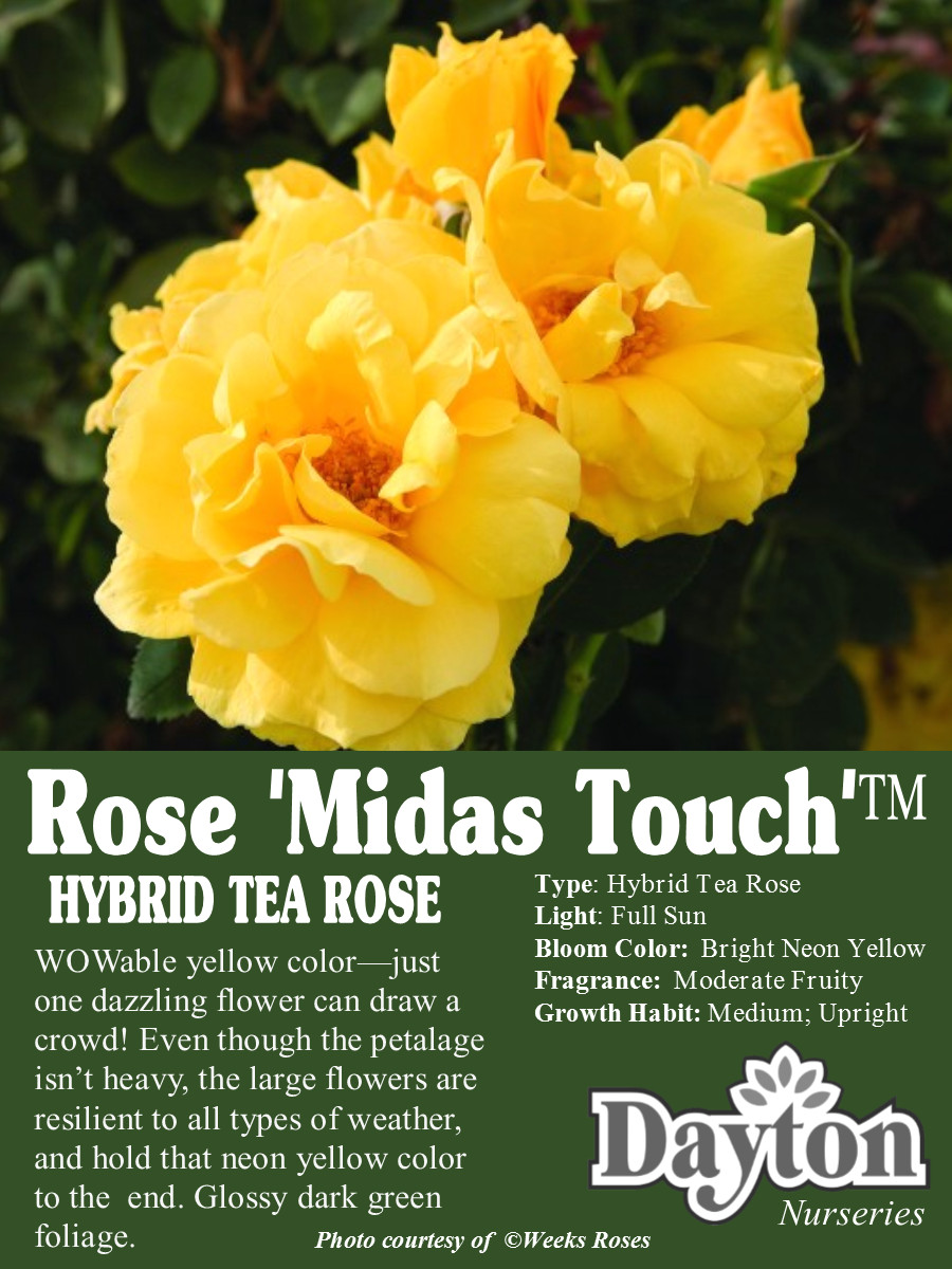 rose midas touch a hybrid tea rose wowable yellow color just one dazzling flower can draw a crowd even though the petalag new plants for 2017