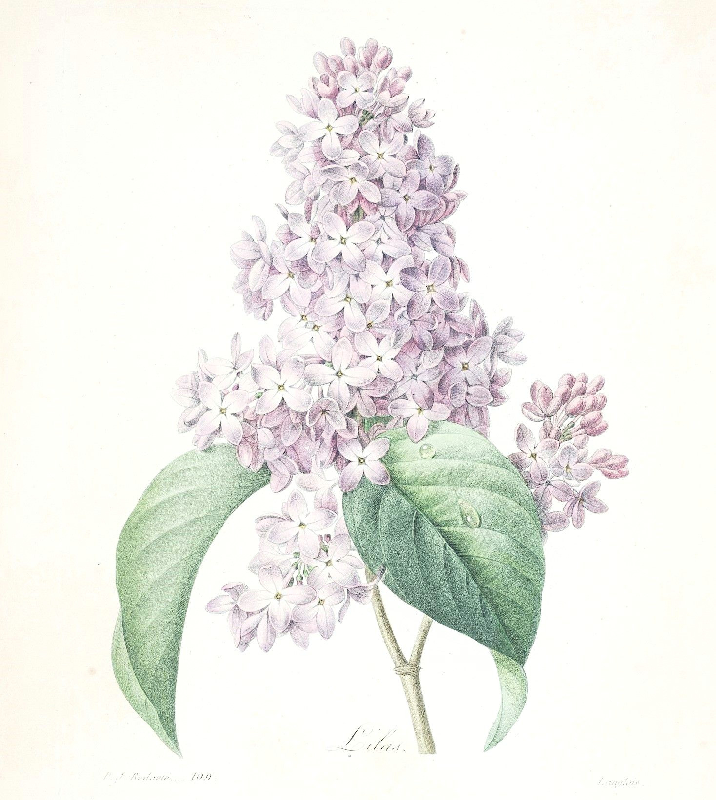 gravures de fleurs par redoute lilac flowers botanical art botanical drawings botanical illustration