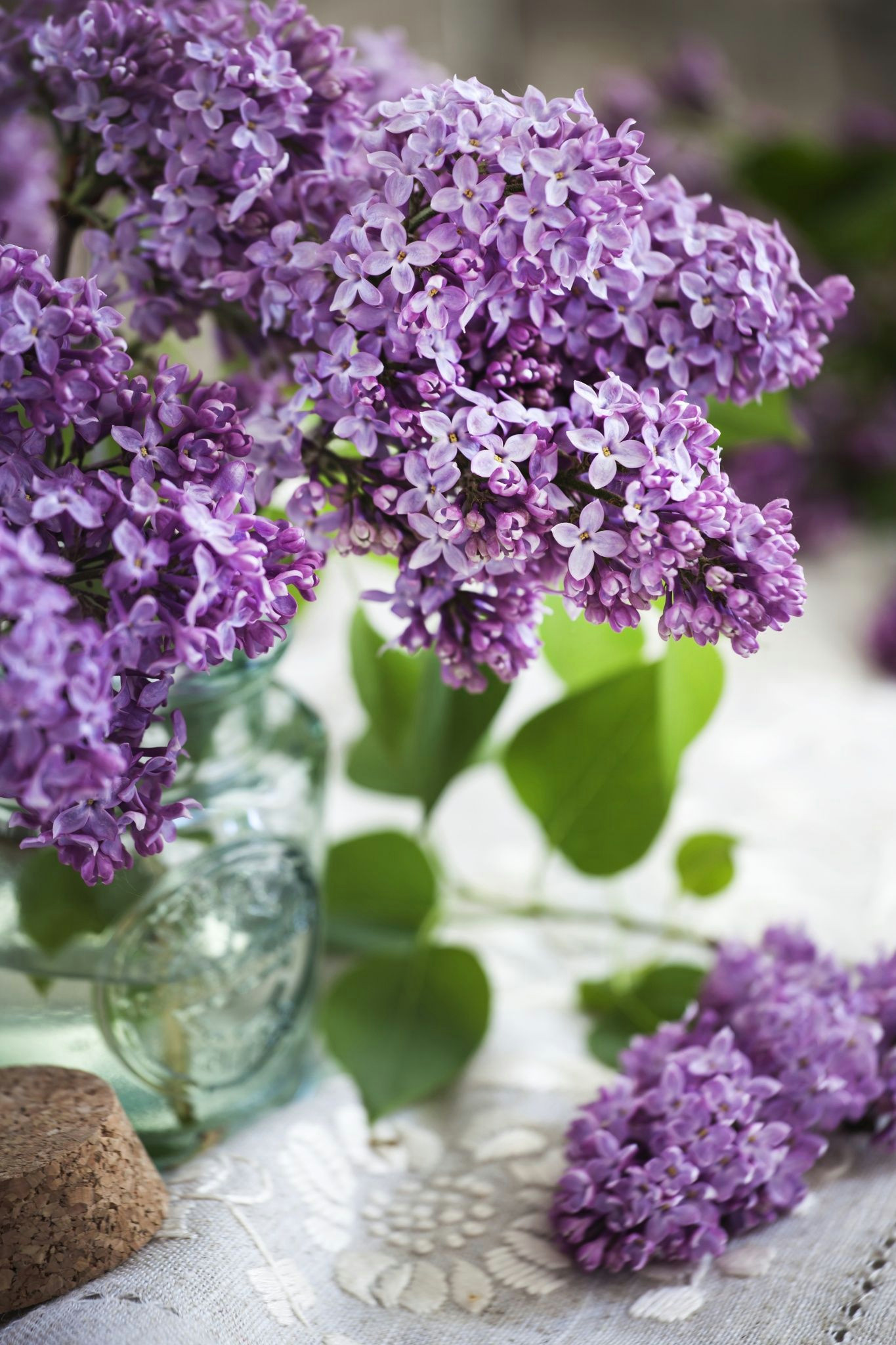 lilac by yulia kotina on 500px a flowers to drawroyalty