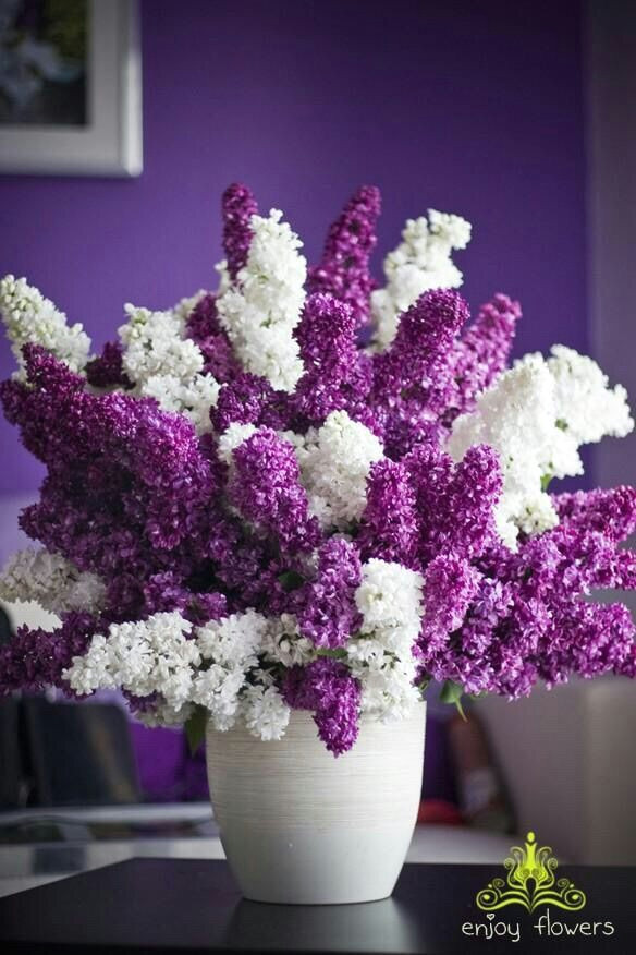 people places things etc lilac flowers fresh flowers beautiful flowers