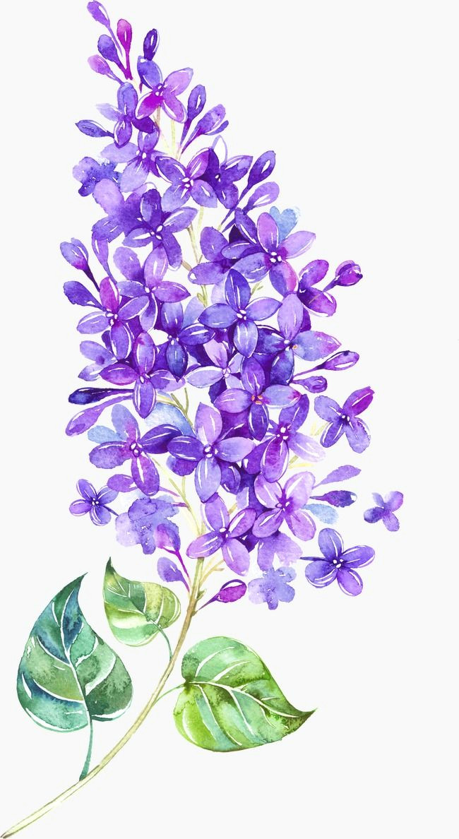 Drawing Lilac Flowers Pin by Barbara Lackenbauer On Flowers Pinterest Flowers