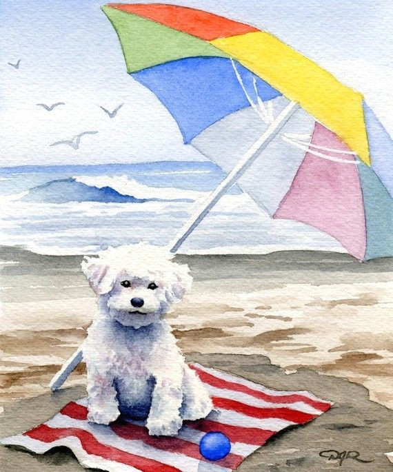 looks like my little dog bichon frise at the beach dog art print signed by by k9artgallery 12 50