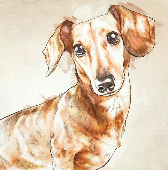 dachshund dachshund dachshund art daschund baby dogs pet dogs doggies