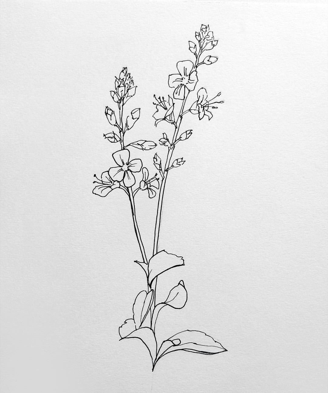 Drawing Little Flowers I Did This Line Drawing A Little while Ago and Can T Remember the